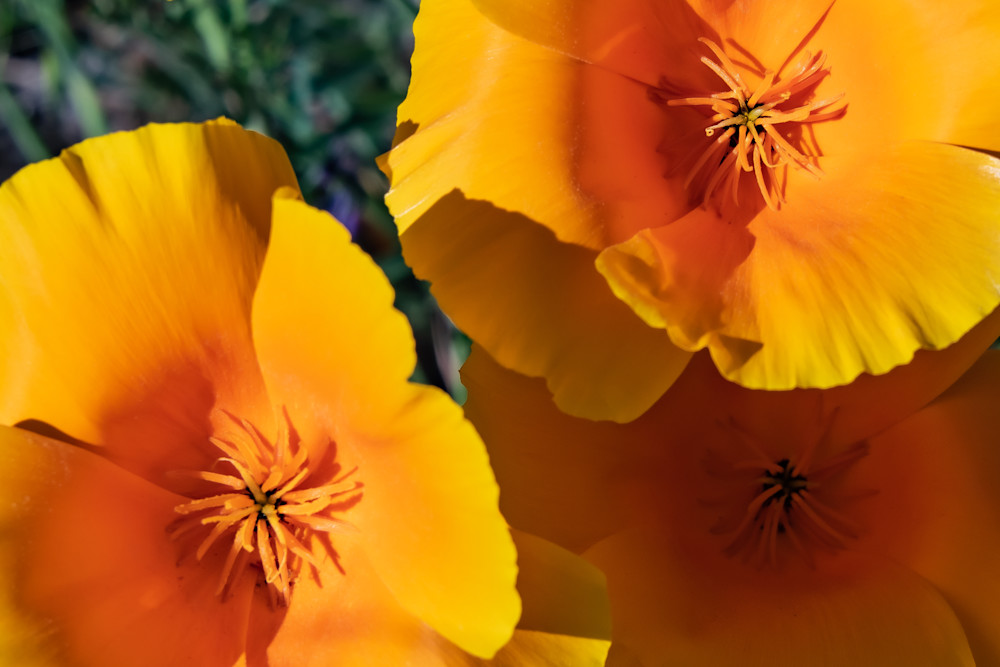 California Poppy Photography Art | Webster Gallery