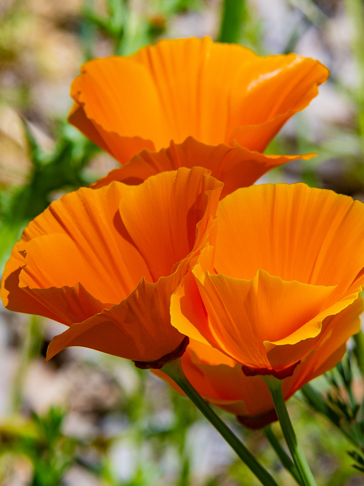 California Poppy 2 Photography Art | Webster Gallery