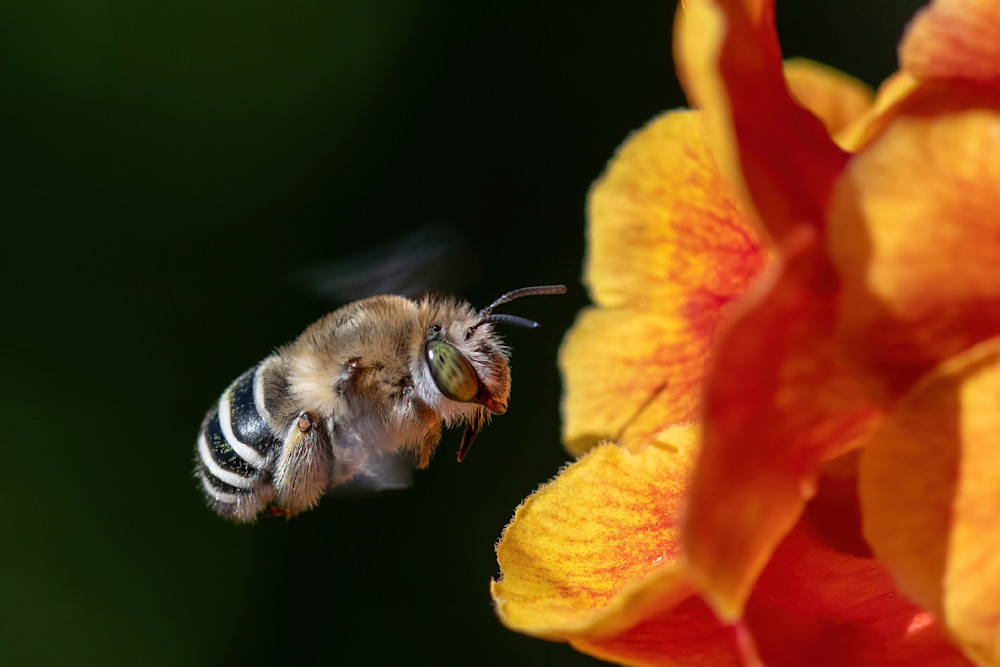Bee Coming Photography Art | davehatton