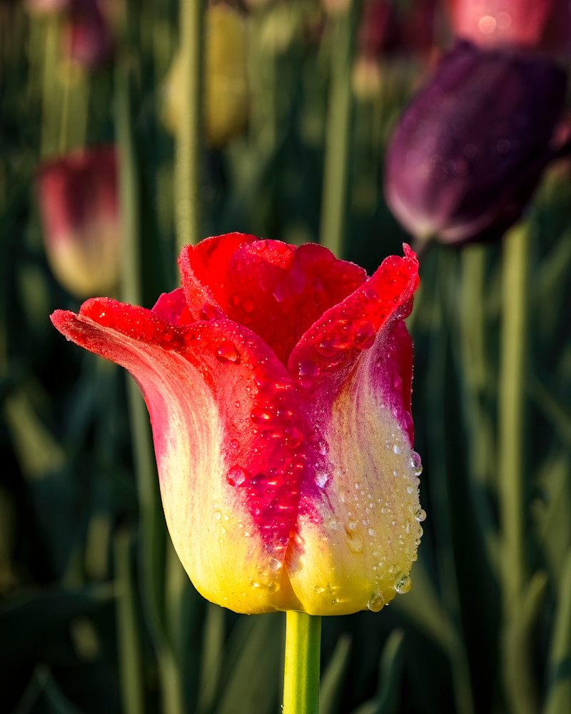 "Dewy Tulip in the Morning Light" | Fine Art Photography by Dennis Caskey