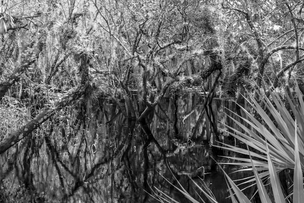 dark reflections of wet tree trunks standing in flood water