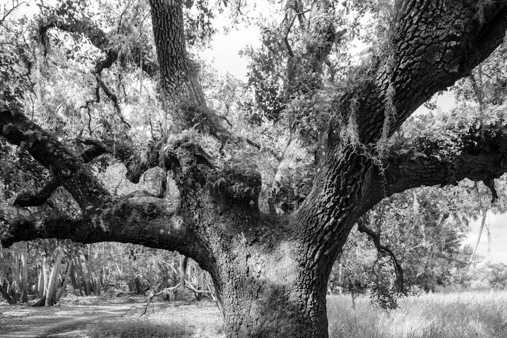 Live oak trunk bearing spreading limbs