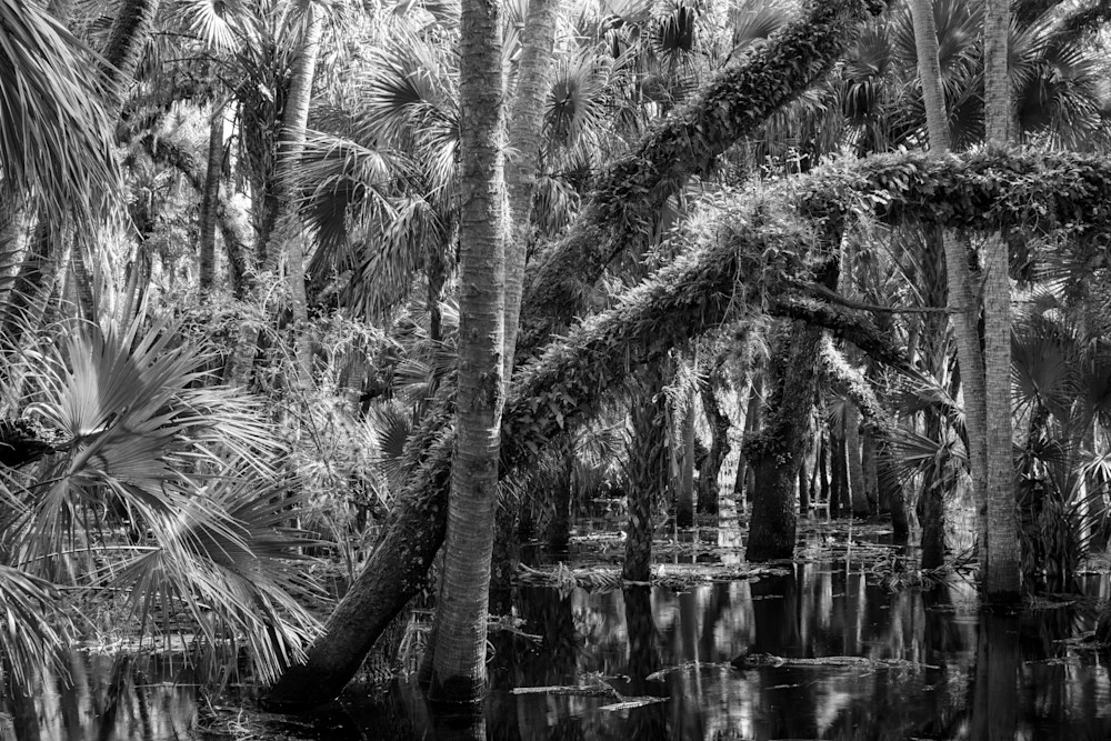 Flooded tropical forest with bending live oak trees