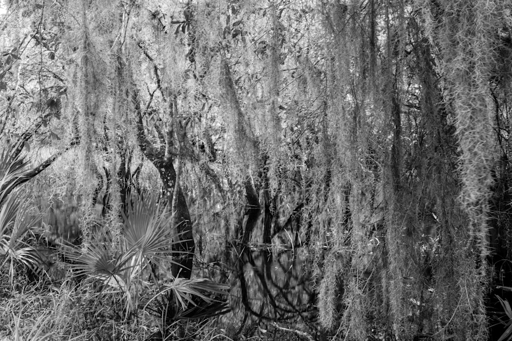 Curtain of Spanish Moss with flood water