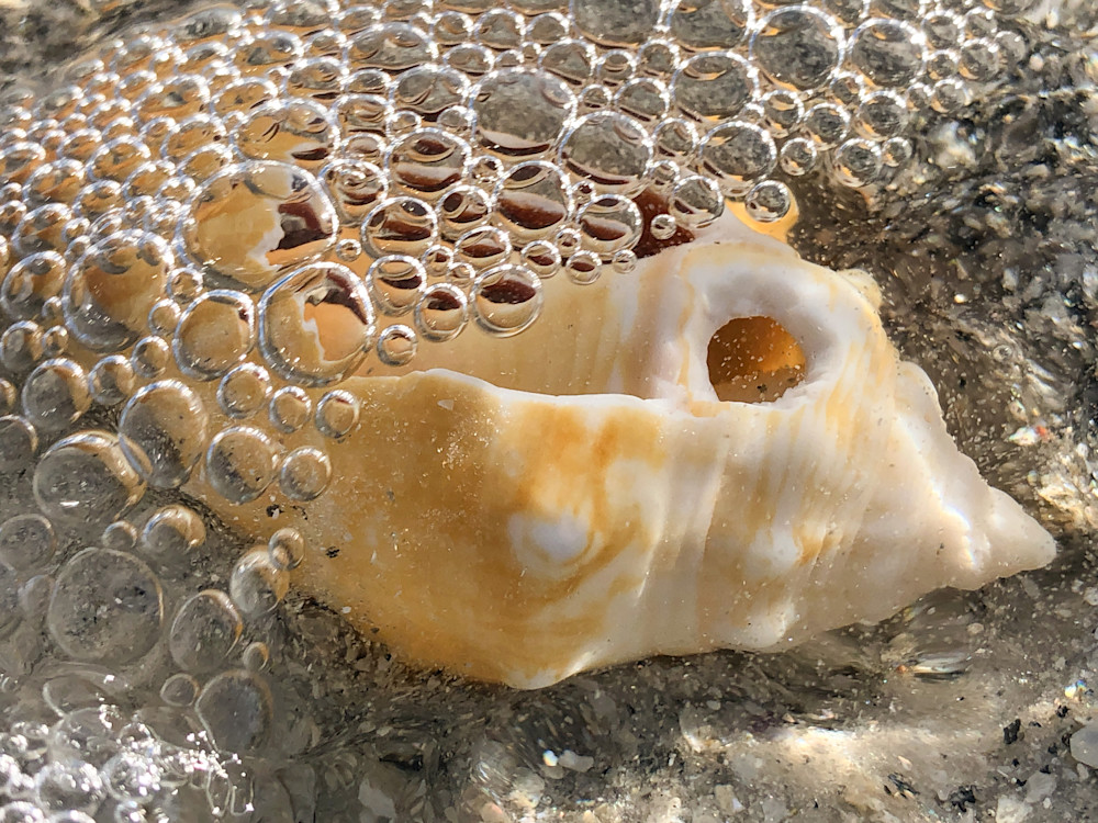 Shells Lido 5538 Photography Art | Hales Art LLC