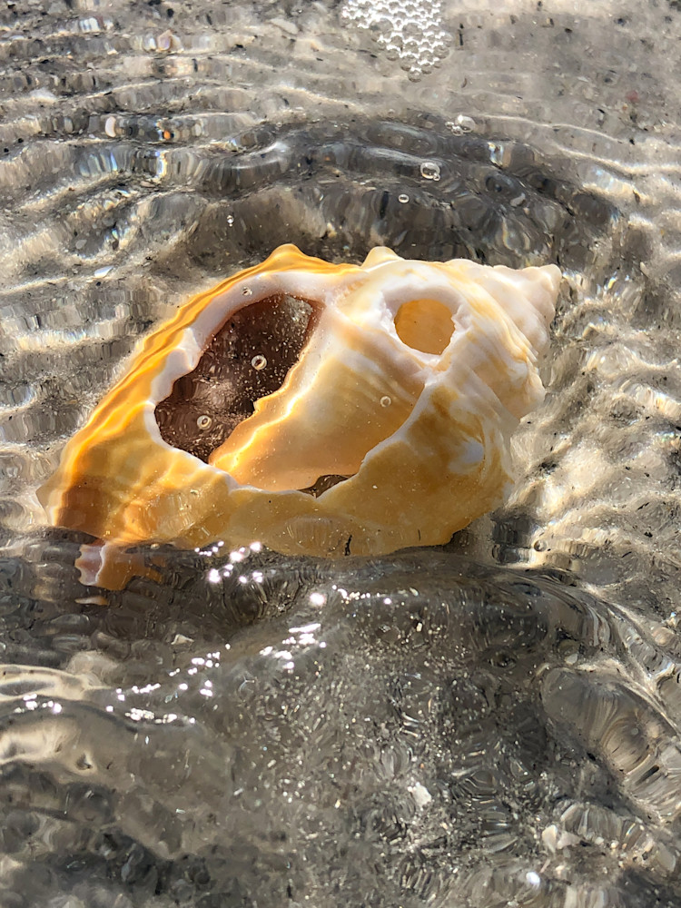 Shells Lido 5522 Photography Art | Hales Art LLC