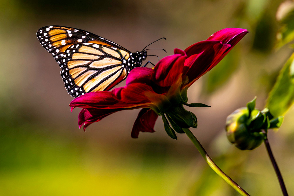 Monarch butterfly profile