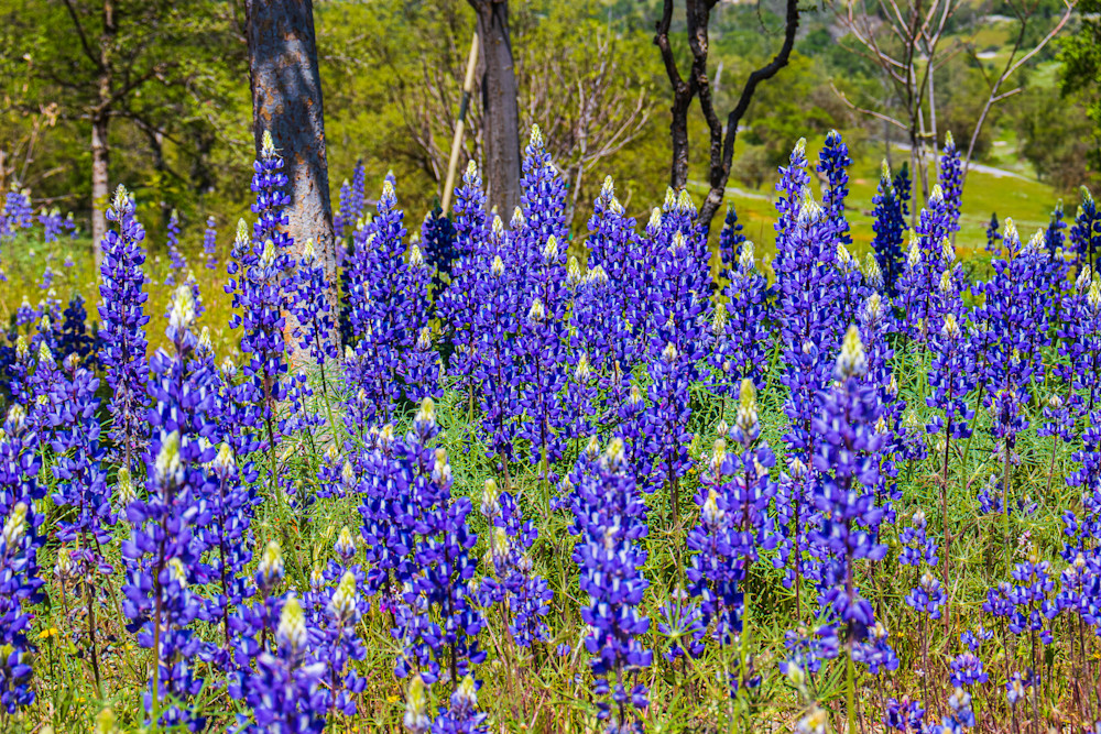 Lupine Photography Art | Guided By Light Photography