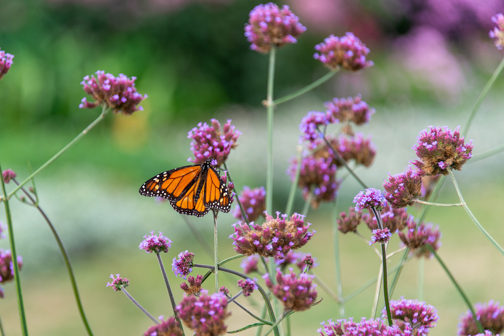 Monarch Butterfly Photography Art | Scott Capen Photography