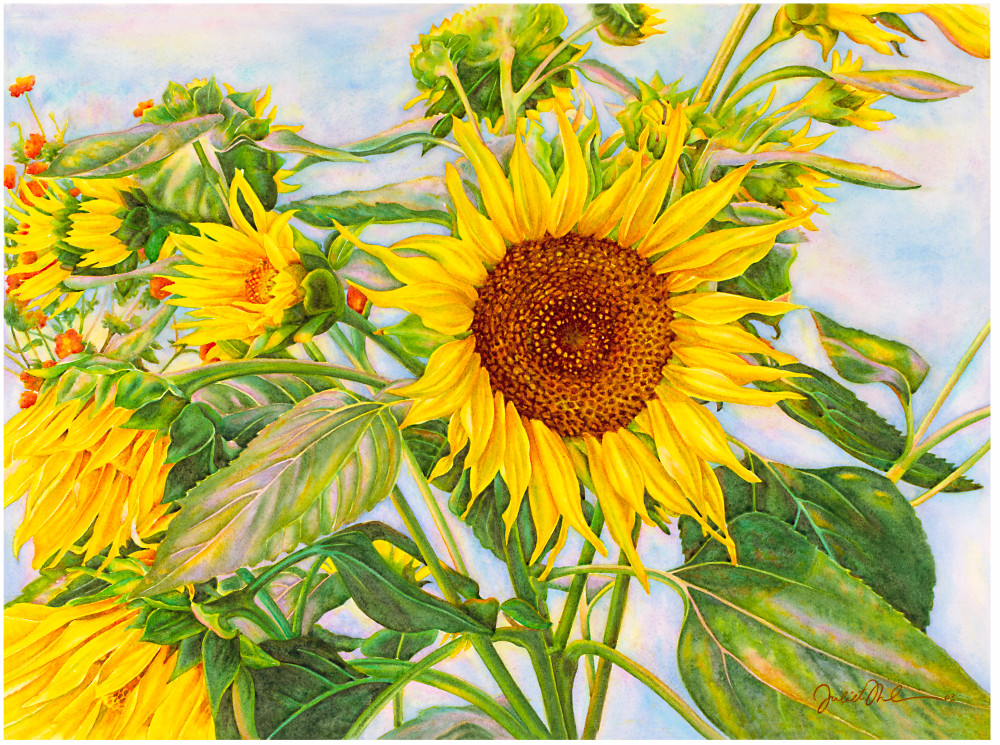 Sunflowers Art | Juliet Thorburn