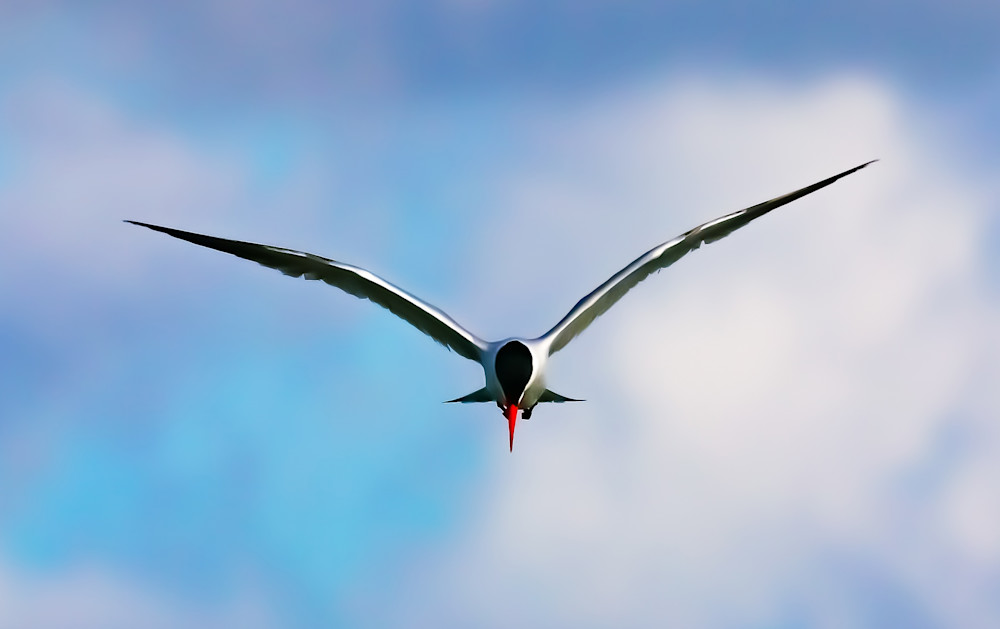Flight Photography Art | Mary Goldsmith Photography
