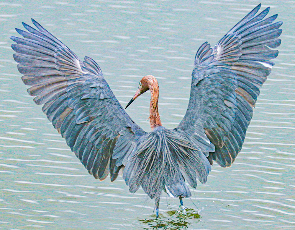 Reddish Egret Wings