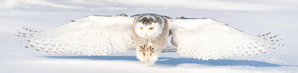 Snowy Owl In Flight Photography Art | Tom Ingram Photography