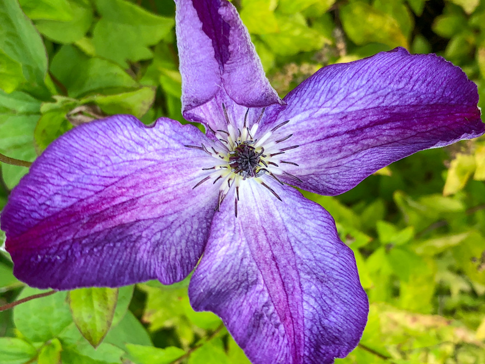 Flowers Asf 1191 Photography Art | Hales Art LLC