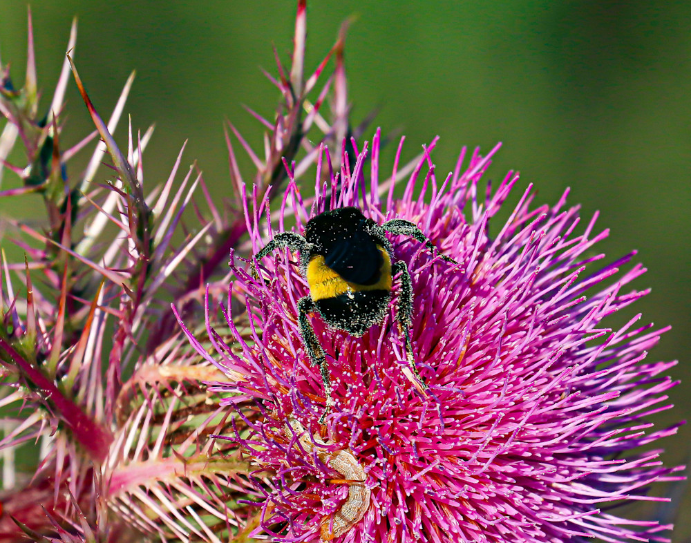 Bumblebee Photography Art | Mary Goldsmith Photography