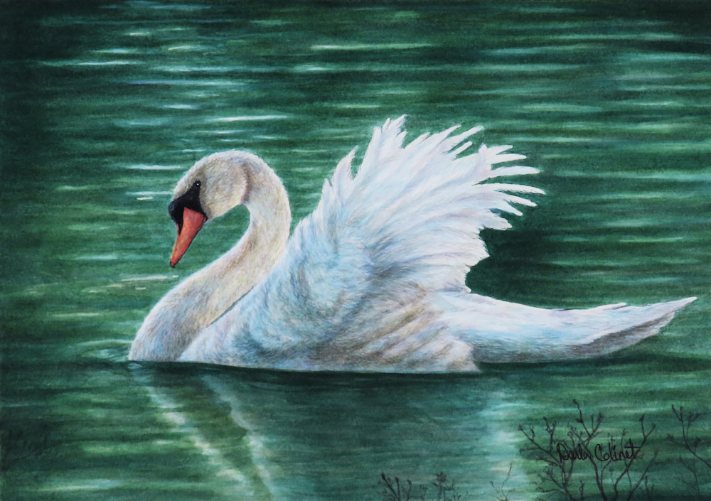 Swan Ruffling Wings Art | God's Transforming Grace