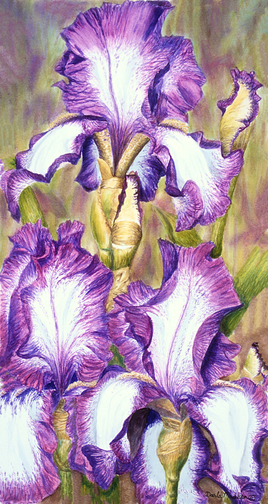 Violet Irises Art | God's Transforming Grace