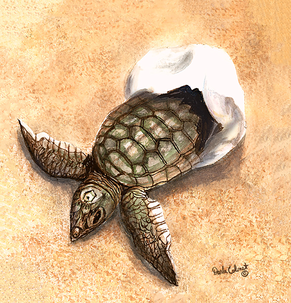 Baby Turtle Art | God's Transforming Grace