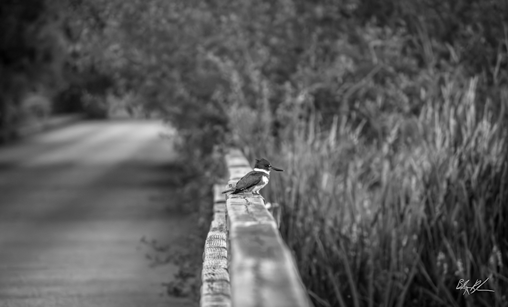 Black and White Kingfisher Bird Photograph for Sale as Fine Art