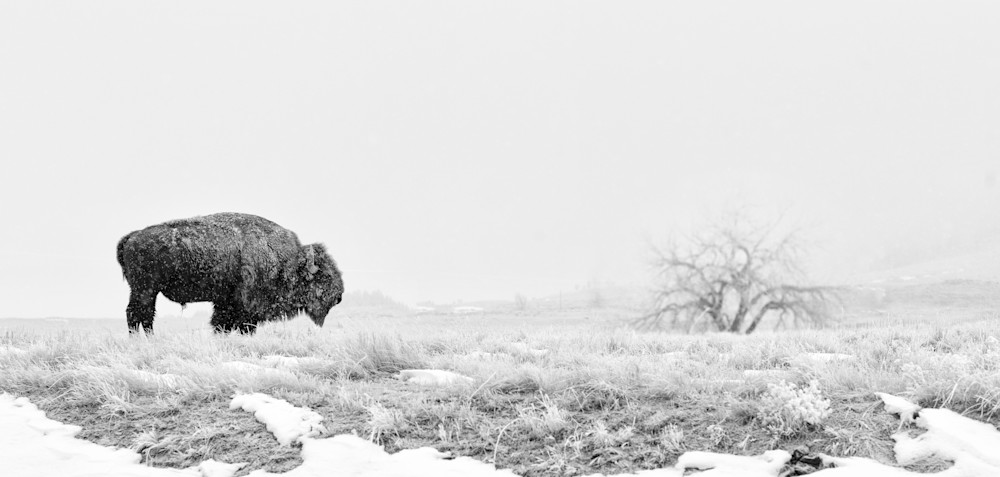 Lone Bison In Snow Photography Art | Kates Nature Photography, Inc.