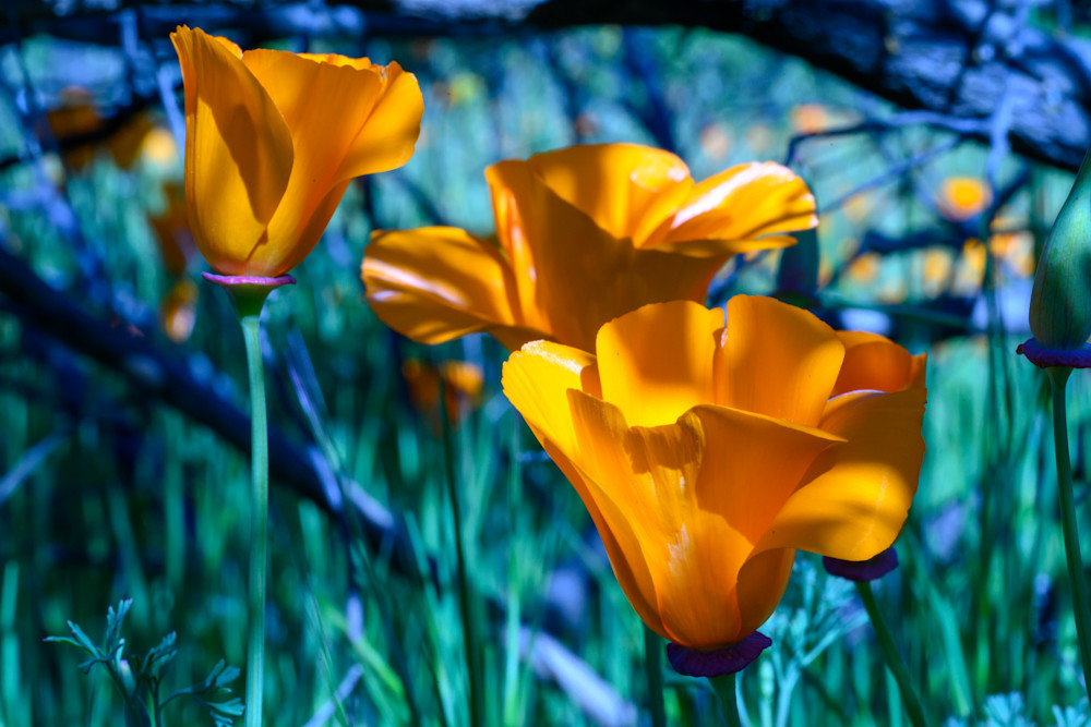 California Poppy No. 3 Photography Art | Aaron Miller Photography 
