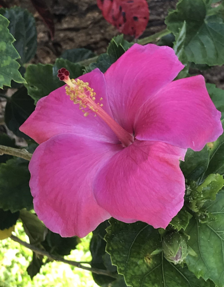 Pink Hibiscus Resz Art | Art By Vasanti 