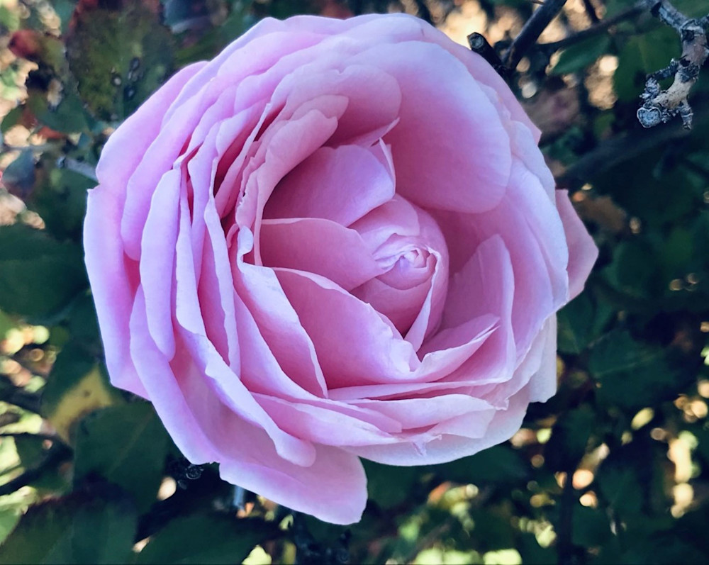 Pink Rose From Garden Resz Art | Art By Vasanti 