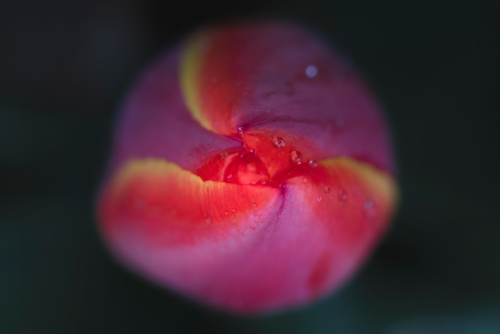 Rainy Spring Tulip Photography Art | Matt's Moments Photography