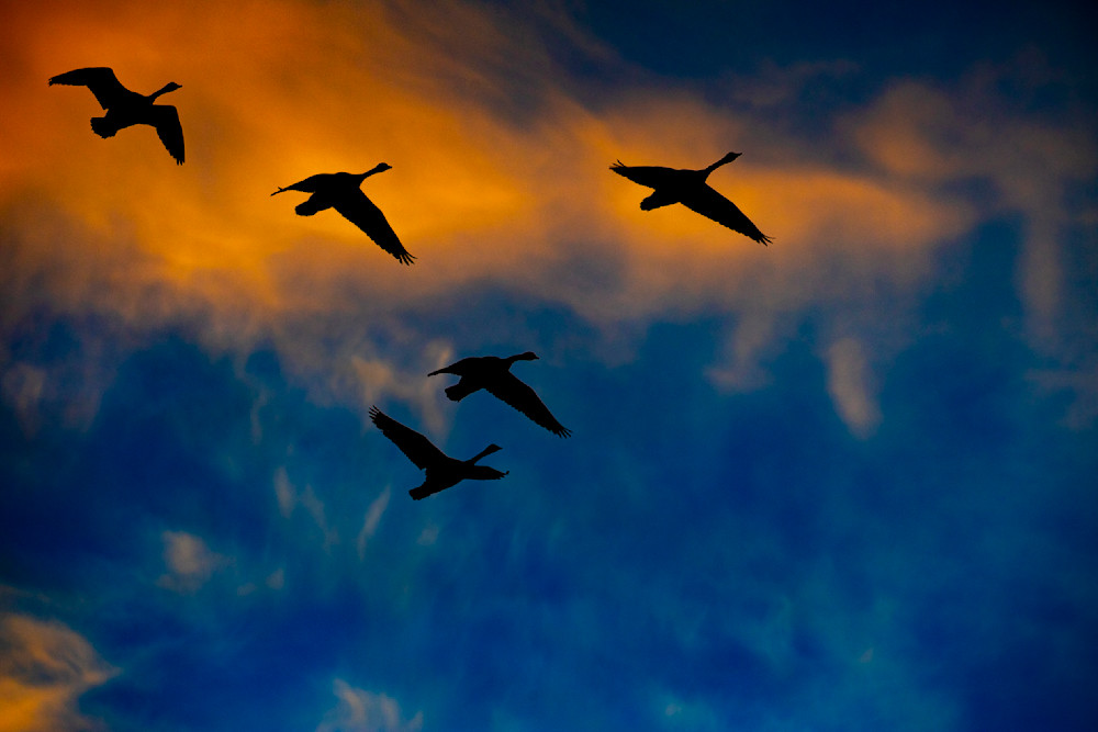 Geese Silhouetted In The Evening Sky.Jpg Photography Art | John Schmidt Photography