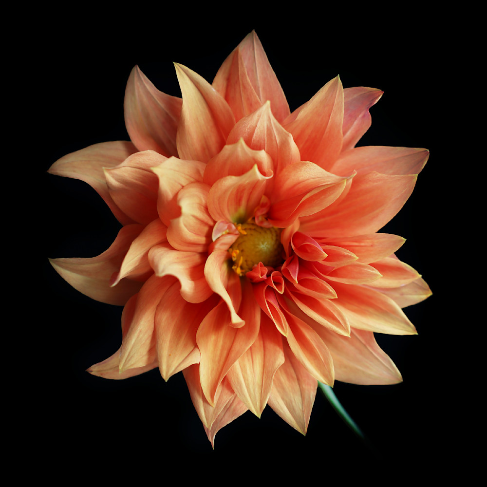 Flower 2 Photography Art | Philip Holt Photography