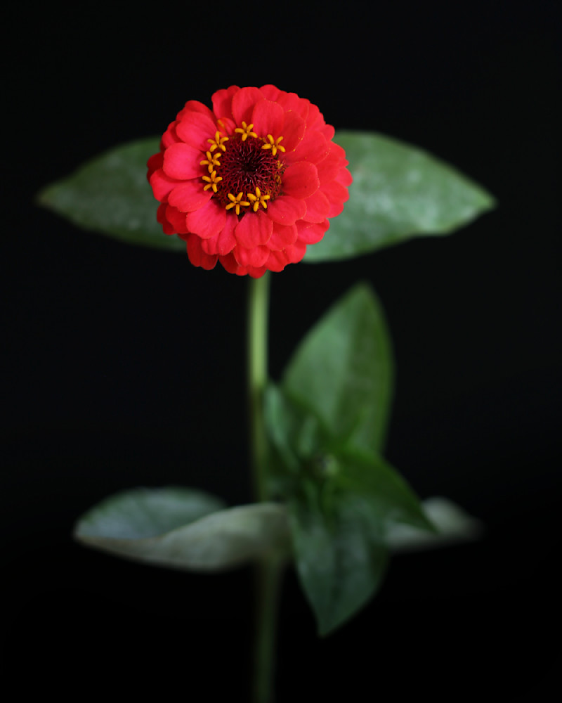 Flower 92 Photography Art | Philip Holt Photography