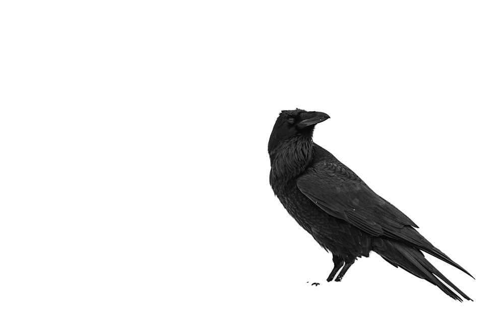 Raven Study 3 Art | Strati Hovartos