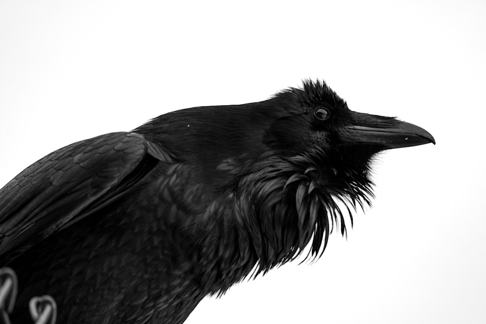 Raven Study Art | Strati Hovartos