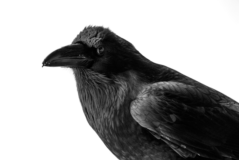 Raven Study 4 Art | Strati Hovartos