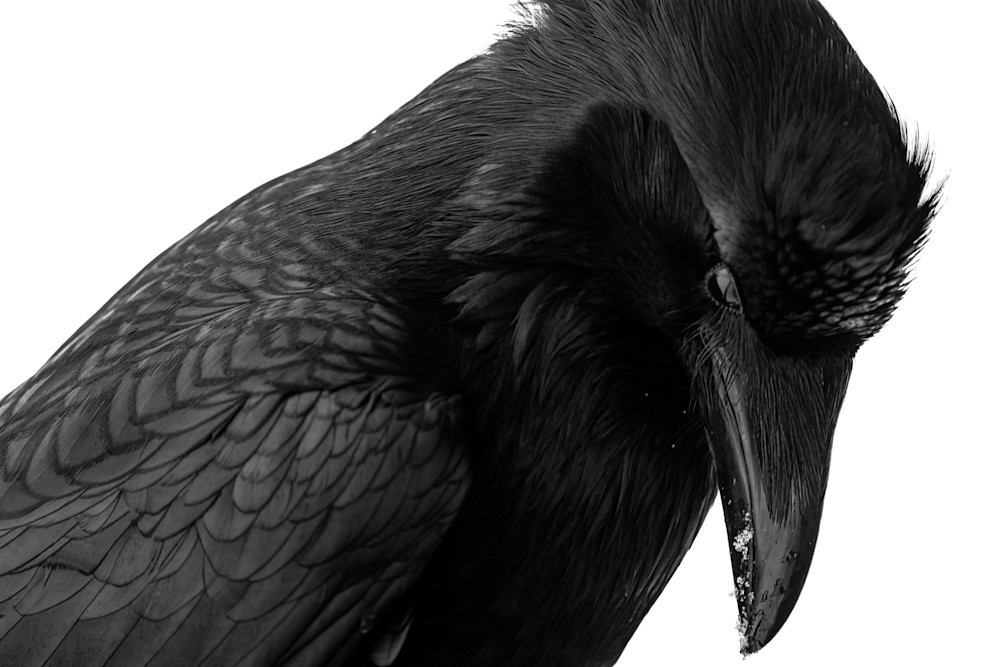 Raven Portrait Art | Strati Hovartos