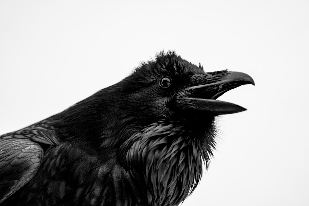 Raven Study 2 Art | Strati Hovartos