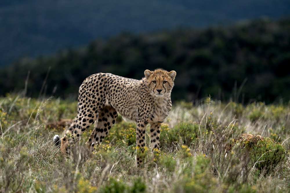 Cheetah Stare Art | Strati Hovartos