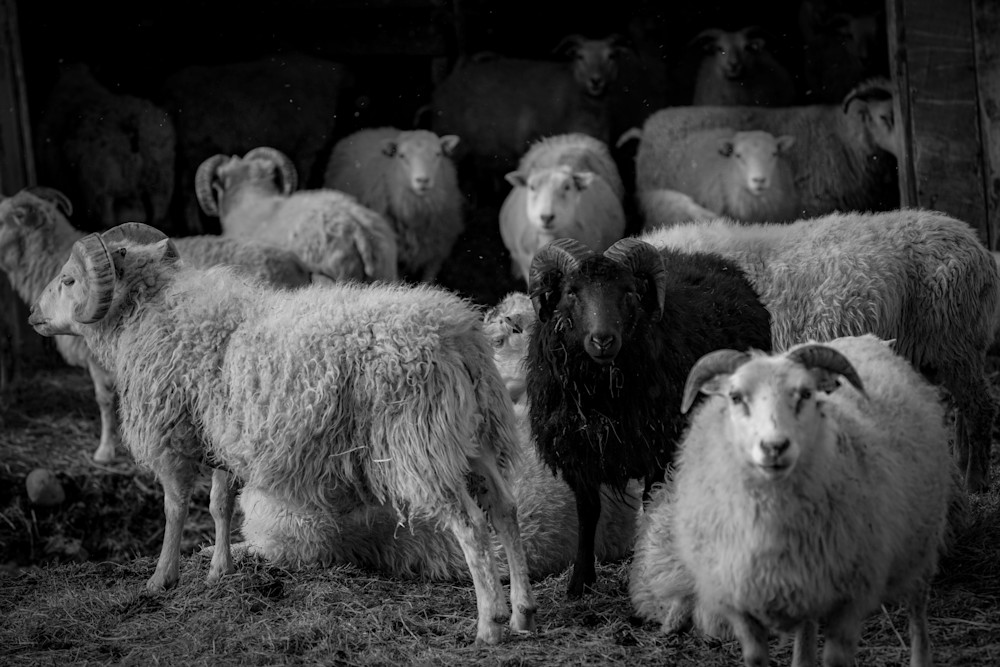 Black Sheep Art | Strati Hovartos