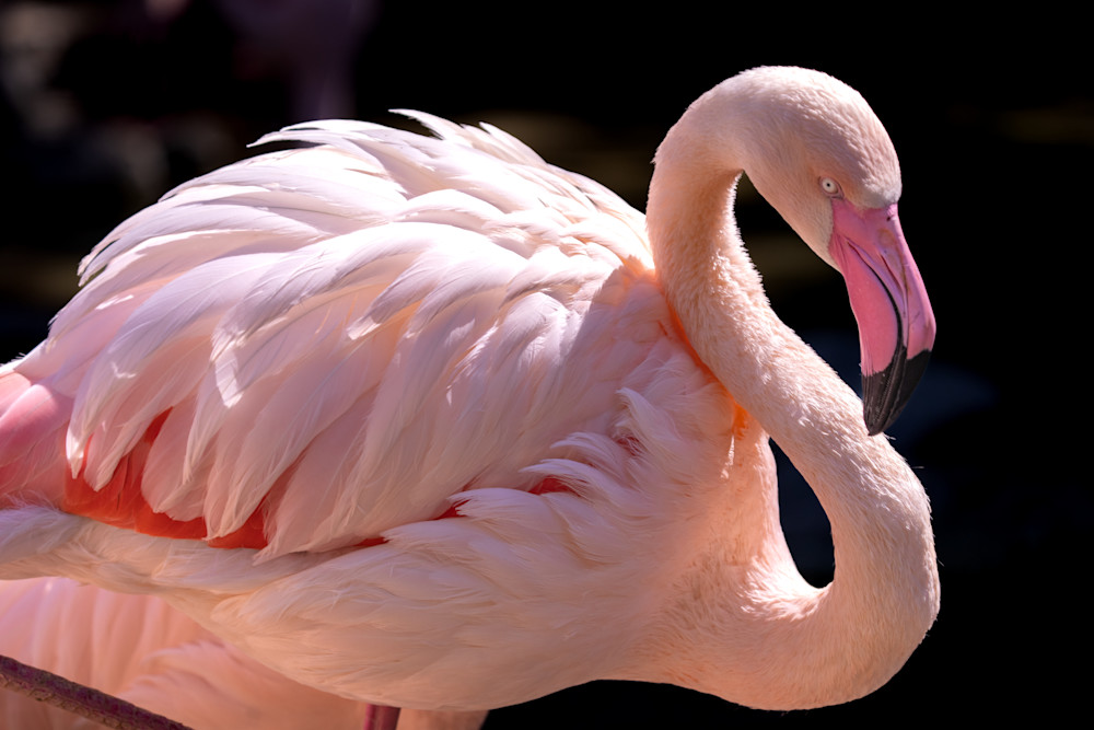 Flamingo Art | Strati Hovartos