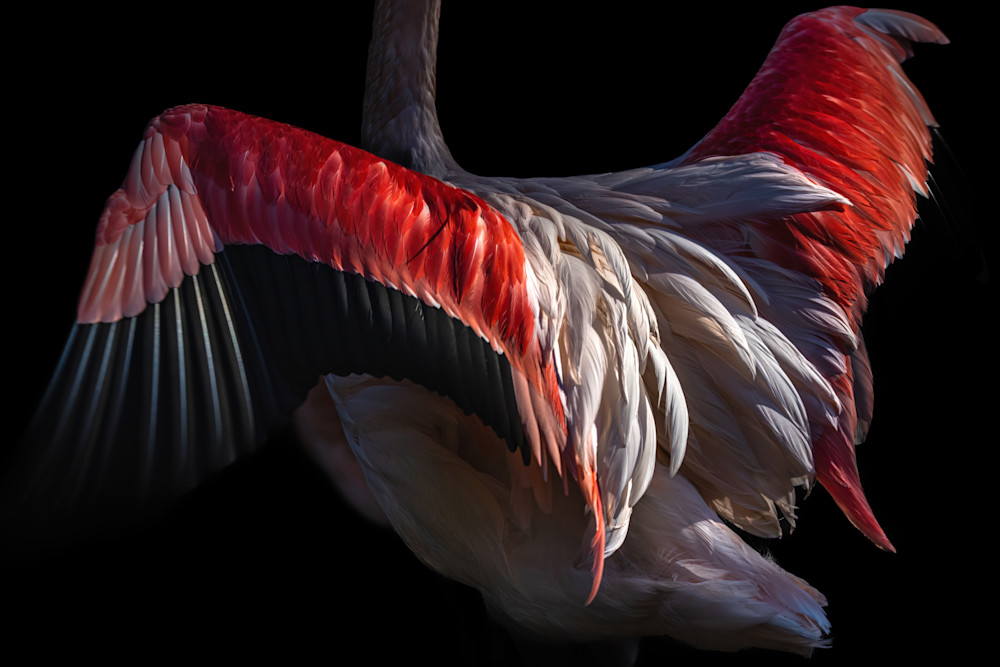 Flamingo Detail Art | Strati Hovartos
