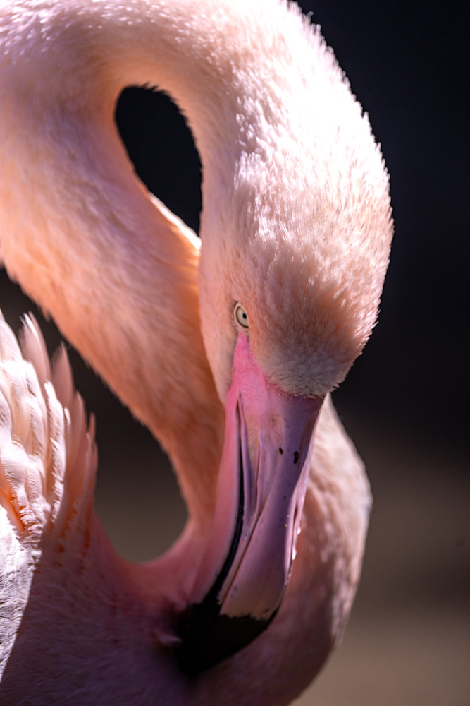 Flamingo Intimate Art | Strati Hovartos