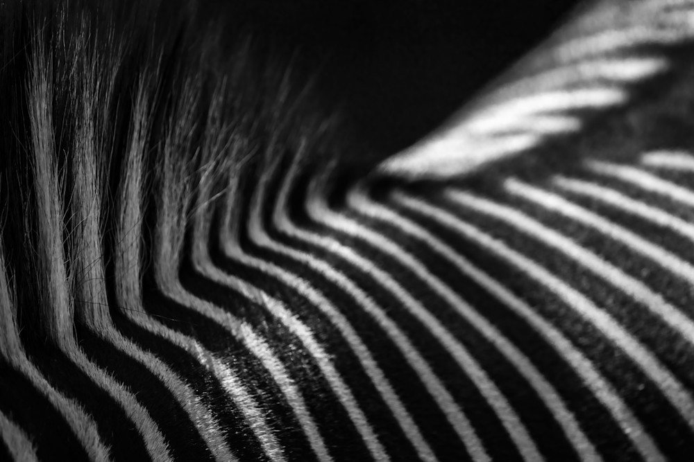 Zebra Detail Art | Strati Hovartos