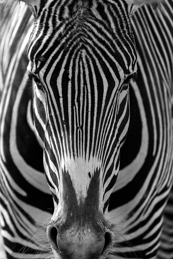 Zebra Art | Strati Hovartos