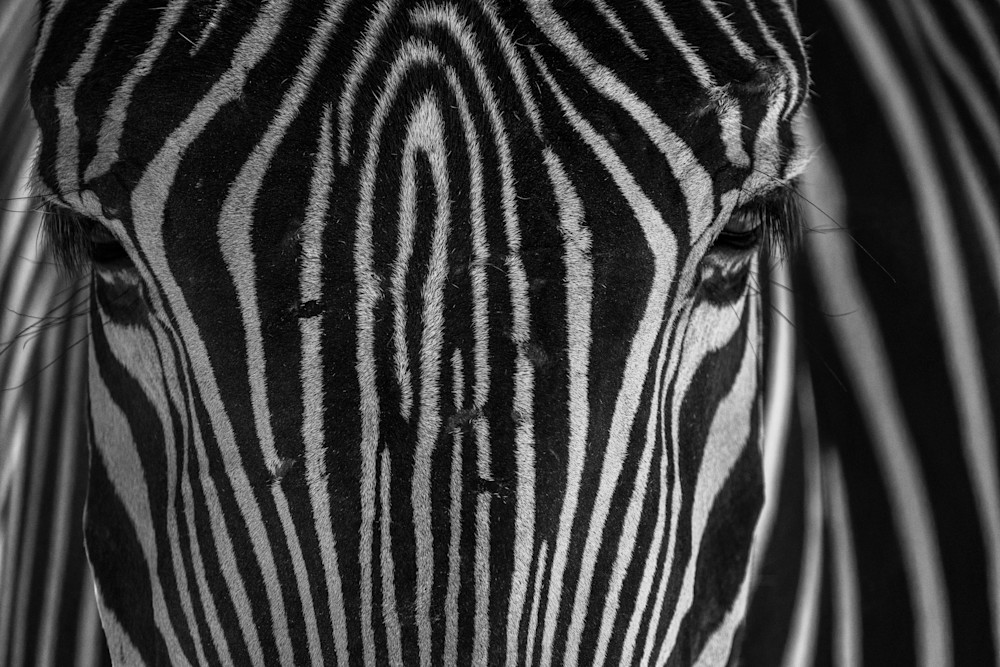 Zebra Print Art | Strati Hovartos