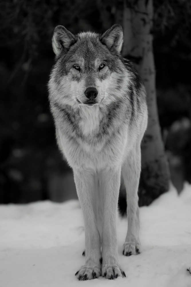 Lone Wolf Art | Strati Hovartos