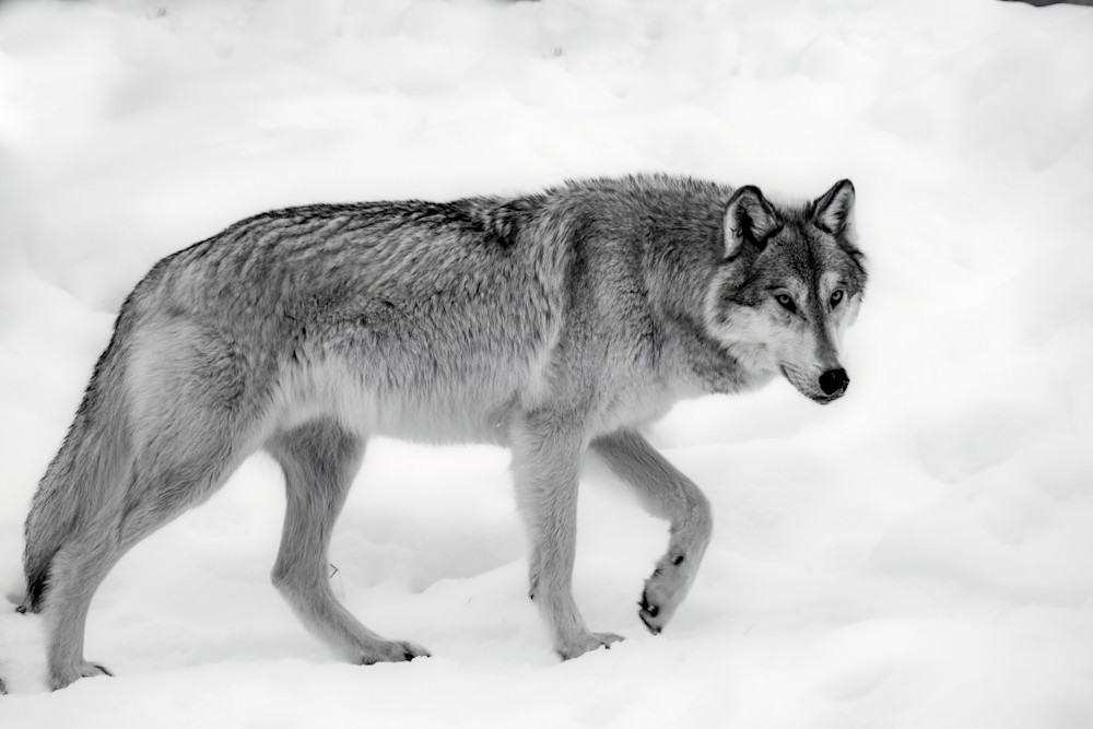 Wolf In The Snow Art | Strati Hovartos