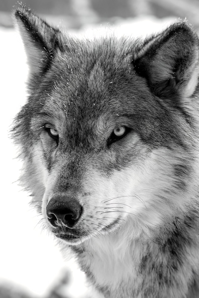 Wolf Portrait Art | Strati Hovartos
