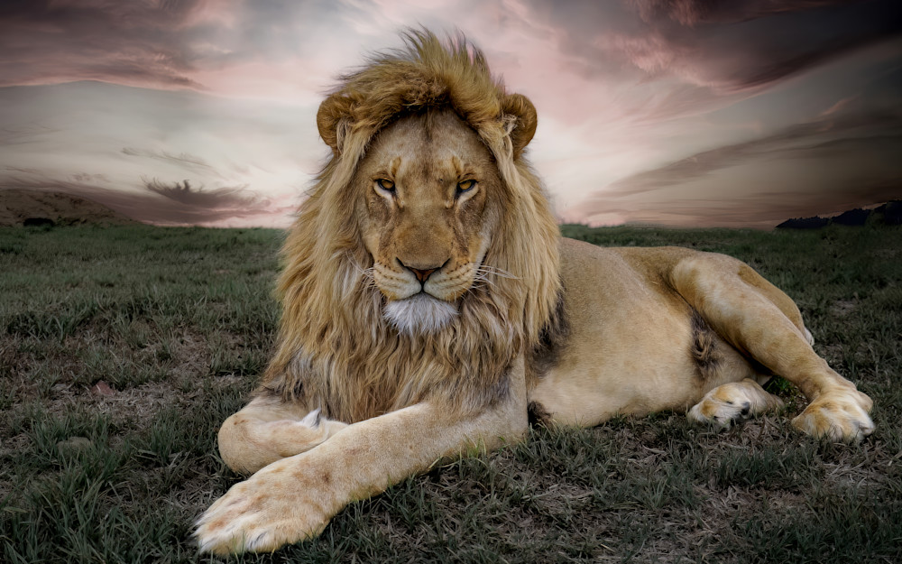 Lion At Sunset Art | Strati Hovartos