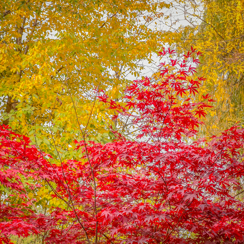There Is Romance In Autumn Colours Photography Art | Srini Balram Photography