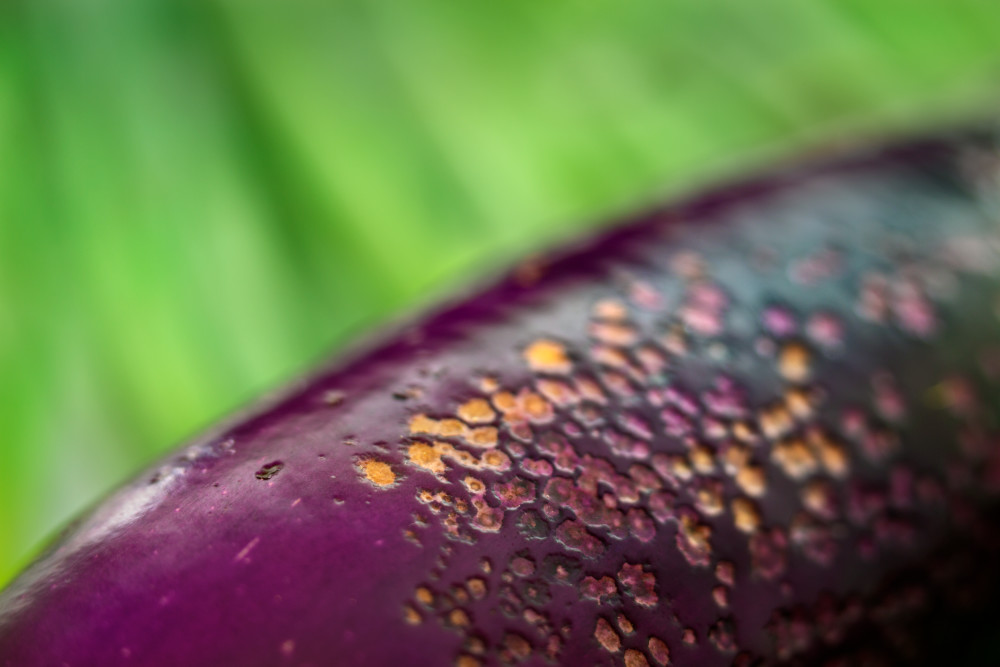 Chinese Eggplant With Scallions Photography Art | David Joseph Fine Art